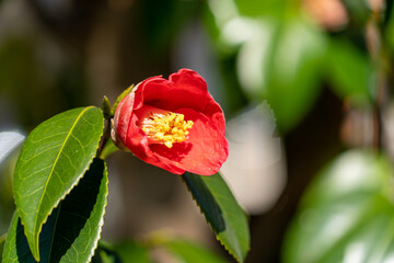 Flower of Camellia - Camellia japonica - is in bloom in Fukuoka prefecture, JAPAN.