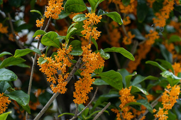 Flower of fragrant olive - Osmanthus fragrans var. aurantiacus - are blooming in JAPAN.