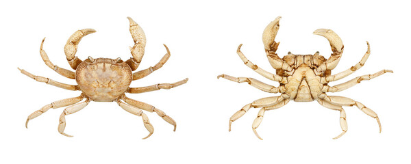 Top and bottom view of freshwater crab