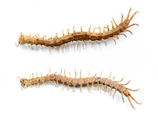 top and bottom view of centipede on white background