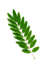Cassia leaves isolated on white background