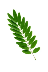 Papier Peint photo Monstera Cassia leaves isolated on white background