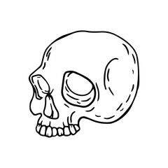 Scull in doodle style. Hand drawn illustration.