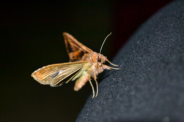 Common moth on black cloth and dark background. small night butterfly