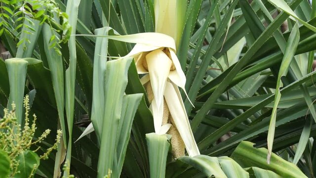 Fragrant Screwpine flower (Pandanus fascicularis, Pandanus odorifer, Pandanus tectorius) with nature background.
