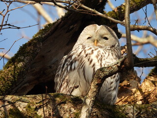Winter Ezo Owl Eastern Hokkaido