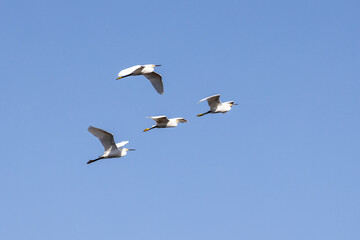 Obraz premium Waterfowl birds flying in sky