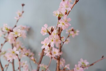  In full blossom of Cherry blossoms on pale green background. Spring, April, Seasonal greeting background. spring greeting card, event banner, background elements