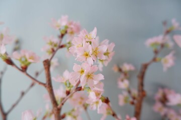  In full blossom of Cherry blossoms on pale green background. Spring, April, Seasonal greeting background. spring greeting card, event banner, background elements