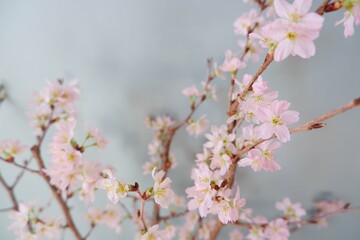  In full blossom of Cherry blossoms on pale green background. Spring, April, Seasonal greeting background. spring greeting card, event banner, background elements