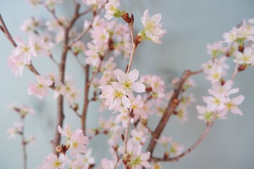  In full blossom of Cherry blossoms on pale green background. Spring, April, Seasonal greeting background. spring greeting card, event banner, background elements