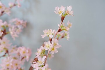  In full blossom of Cherry blossoms on pale green background. Spring, April, Seasonal greeting background. spring greeting card, event banner, background elements