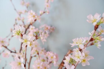 In full blossom of Cherry blossoms on pale green background. Spring, April, Seasonal greeting background. spring greeting card, event banner, background elements