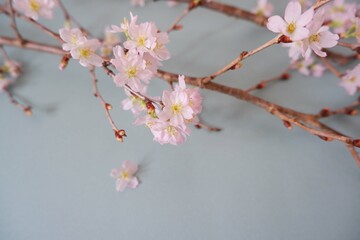 In full blossom of Cherry blossoms on pale green background. Spring, April, Seasonal greeting background. spring greeting card, event banner, background elements