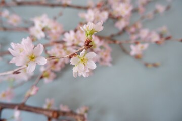In full blossom of Cherry blossoms on pale green background. Spring, April, Seasonal greeting background. spring greeting card, event banner, background elements