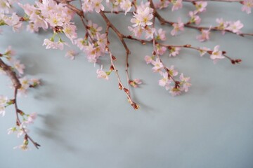 In full blossom of Cherry blossoms on pale green background. Spring, April, Seasonal greeting background. spring greeting card, event banner, background elements