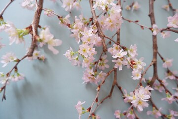 In full blossom of Cherry blossoms on pale green background. Spring, April, Seasonal greeting background. spring greeting card, event banner, background elements