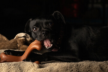 Cachorro mordiendo su juguete en un lugar cálido
