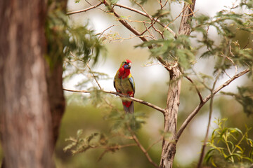 Beautiful and colorful red, blue and green juvenile Crimson Rosella perched among native bushland...