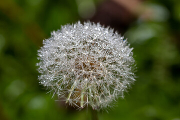 Furry dandelion hat with tiny dew drops on the villi, macro background