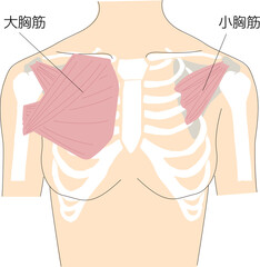 人体の胸部の筋肉と骨格のイメージイラスト