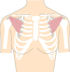 人体の胸部の筋肉と骨格のイメージイラスト