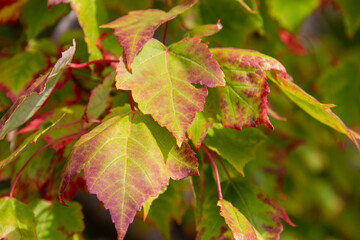 Full frame abstract texture background of autumn color red maple (acer rubrum) leaves in natural sunlight