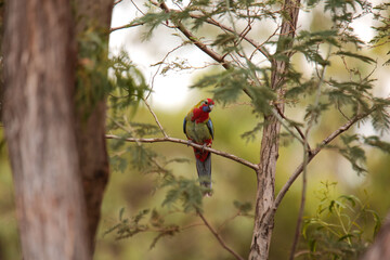 Beautiful and colorful red, blue and green juvenile Crimson Rosella perched among native bushland...