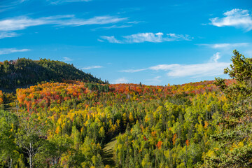 Beautiful autumn leaf colors on a hill in northern Minnesota, on a sunny day with blue sky and a...