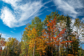 Fototapeta na wymiar Autum color from maple trees with gold orange red and green pines on a mostly sunny day with blue sky with white clouds.
