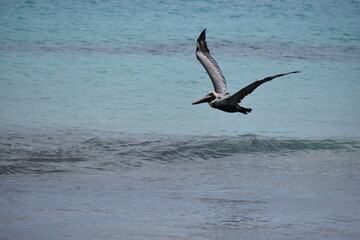 pelican in flight