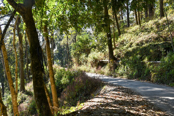 A forest road in himalaya , sikkim and darjeeling