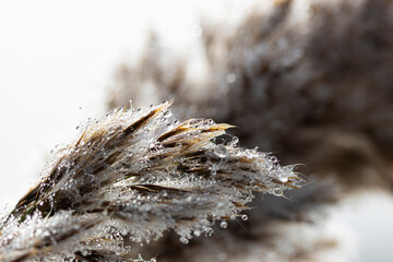 Closeup Macro Selective Focus View of Fog Droplets on a Tuft of Tall Grass