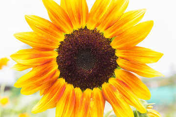 Naklejka premium Close up sunflower with exotic colorful
