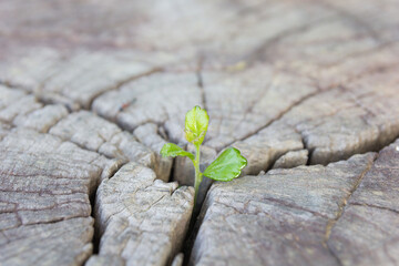Close up seedling growing in the center trunk as a concept of new life