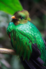 Quetzal resting on a branch