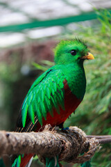 Quetzal of lateral form on branch
