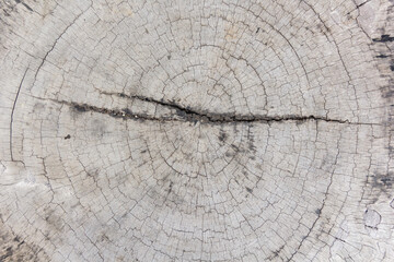 Fototapeta premium wood grain