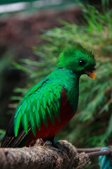 Quetzal in captivity in the jungle