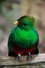 Quetzal on branch