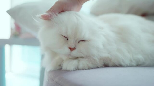 A white long-haired Persian cat is sitting on the sofa with a hand stroking its head. The white cat is dozing off and relaxing.
