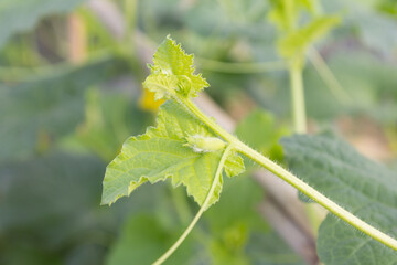 young cantaloupe melons in GreenHouse