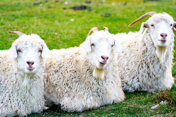 Obraz premium Curly haired goats relaxing in grass