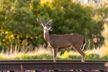 Califormia Mule Deer (Odocoileus hemionus californicus) stands on the railroad.  