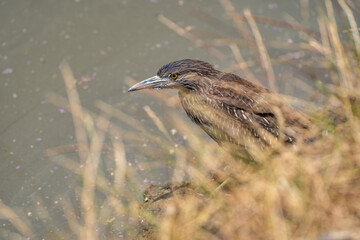 Black-crowned night heron (Nycticorax nycticorax) stands on the shore of a lake.