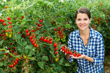 Female grower engaged in cultivation of organic vegetables, harvesting crop of ripe red grape tomatoes in greenhouse