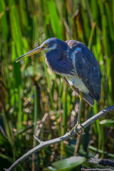 Blue Heron