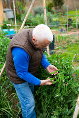 Smiling aged amateur gardener engaged in cultivation of organic vegetables, checking young pea pods on plants