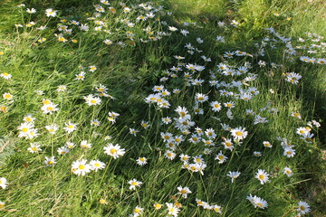 daisies
