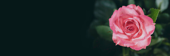 beautiful pink flower close up on a dark background in banner format